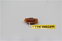 藏品(北方丑招潮蟹)的圖片